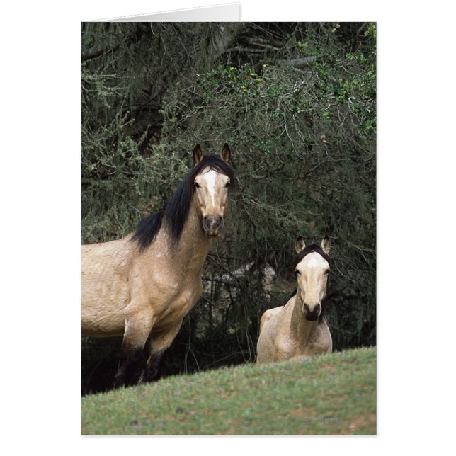 Wild Mustang Horses 6 (Front)