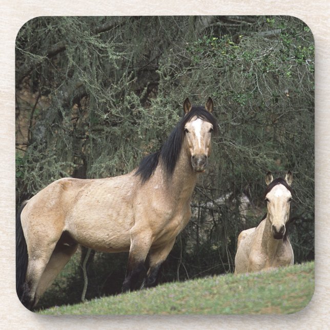 Wild Mustang Horses 6 Coaster (Front)