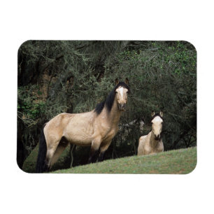 Wild Mustang Horses 6 Magnet