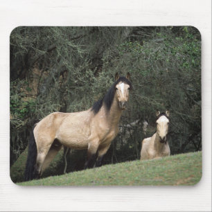 Wild Mustang Horses 6 Mouse Mat