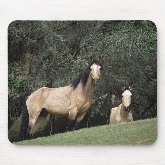 Wild Mustang Horses 6 Mouse Mat (Front)