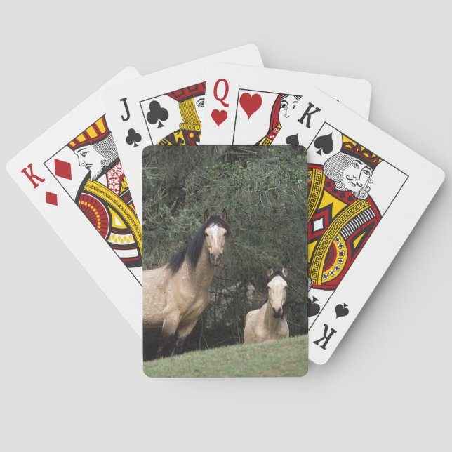 Wild Mustang Horses 6 Playing Cards (Back)