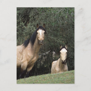 Wild Mustang Horses 6 Postcard