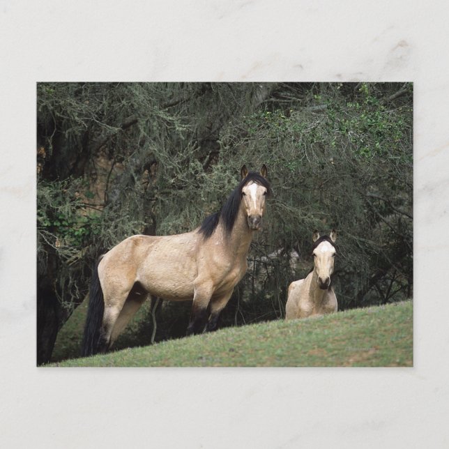 Wild Mustang Horses 6 Postcard (Front)