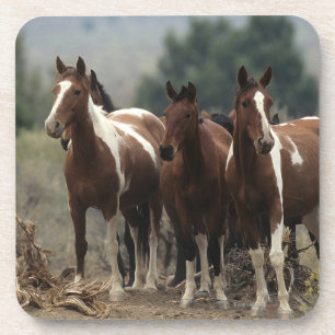 Wild Mustang Horses 7 Coaster