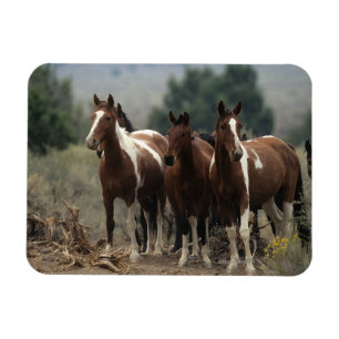 Wild Mustang Horses 7 Magnet