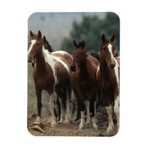 Wild Mustang Horses 7 Magnet