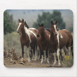 Wild Mustang Horses 7 Mouse Mat