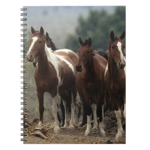 Wild Mustang Horses 7 Notebook