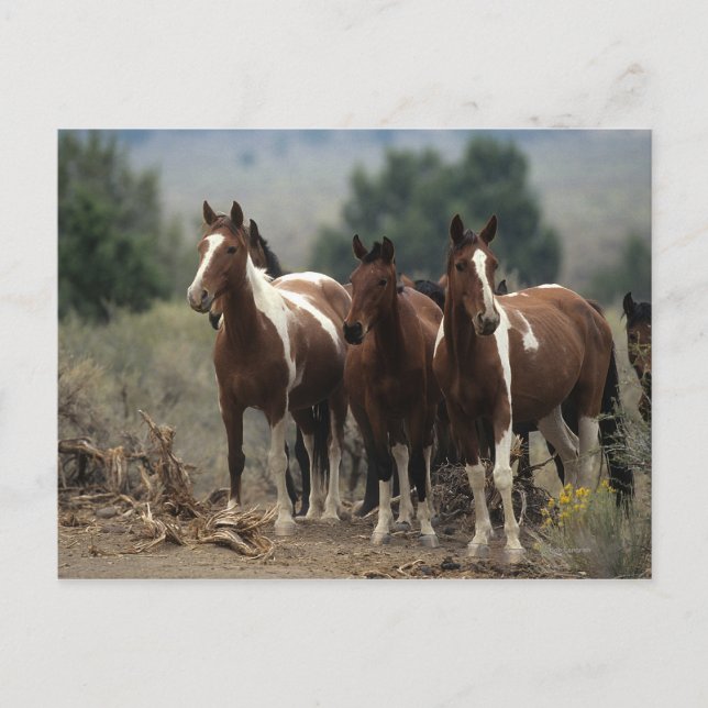 Wild Mustang Horses 7 Postcard (Front)