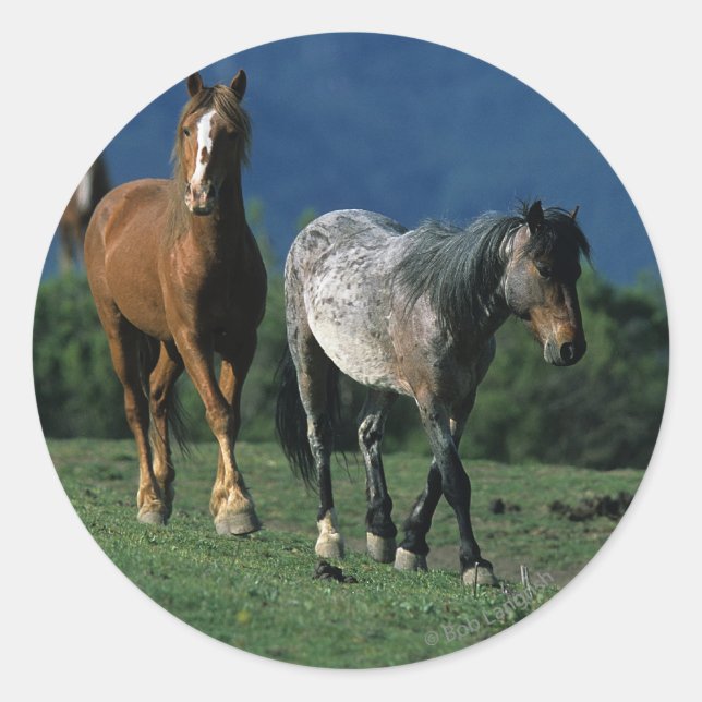 Wild Mustang Horses Classic Round Sticker (Front)