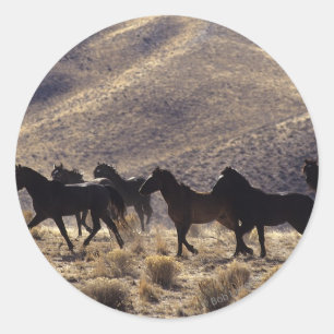 Wild Mustang Horses in the Desert 1 Classic Round Sticker