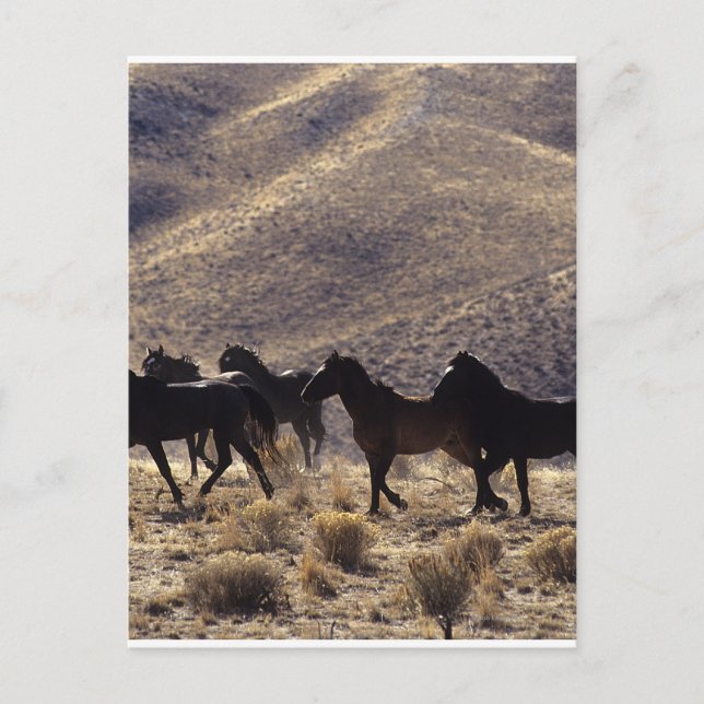 Wild Mustang Horses in the Desert 1 Postcard (Front)