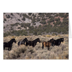Wild Mustang Horses in the Desert 2