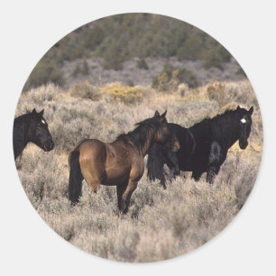 Wild Mustang Horses in the Desert 2 Classic Round Sticker