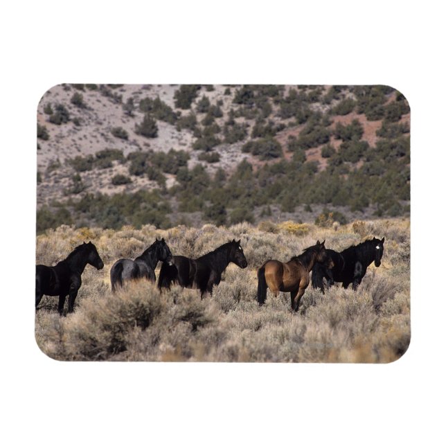 Wild Mustang Horses in the Desert 2 Magnet (Horizontal)