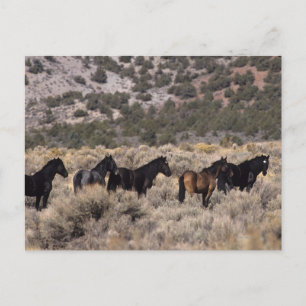 Wild Mustang Horses in the Desert 2 Postcard