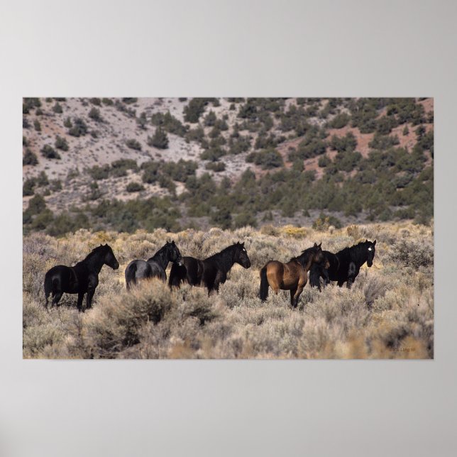 Wild Mustang Horses in the Desert 2 Poster (Front)