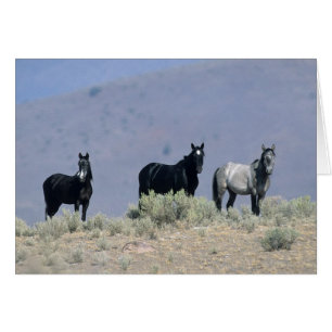 Wild Mustang Horses in the Desert 3