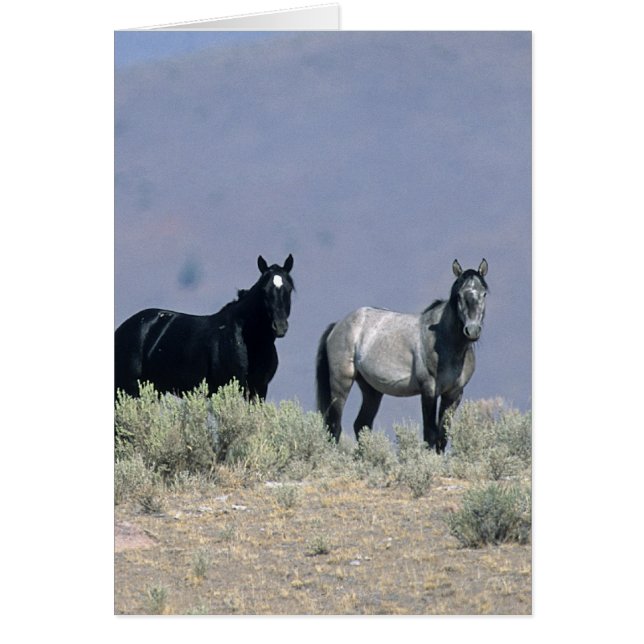 Wild Mustang Horses in the Desert 3 (Front)