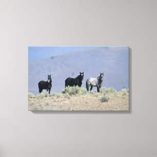 Wild Mustang Horses in the Desert 3 Canvas Print