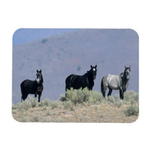 Wild Mustang Horses in the Desert 3 Magnet