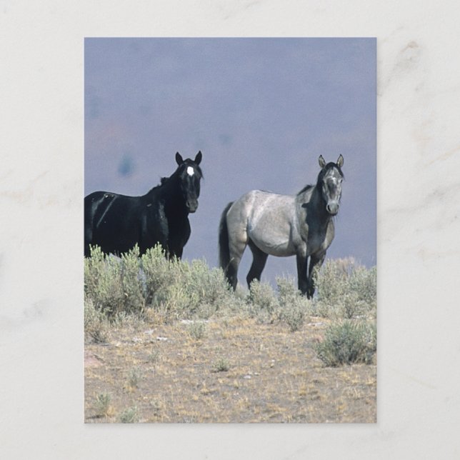 Wild Mustang Horses in the Desert 3 Postcard (Front)