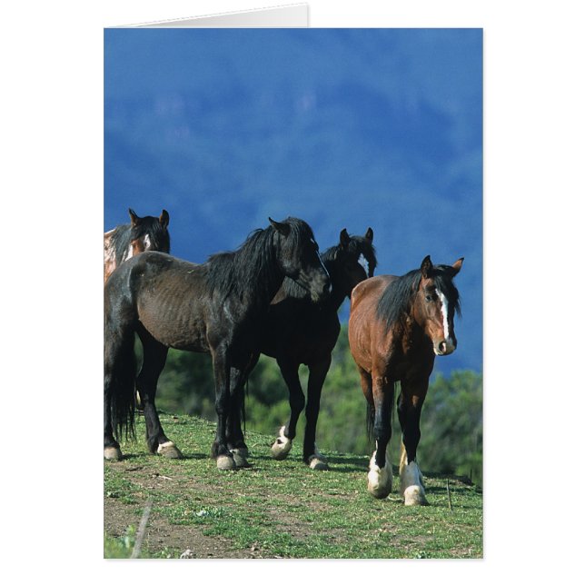 Wild Mustang Horses in the Mountains (Front)