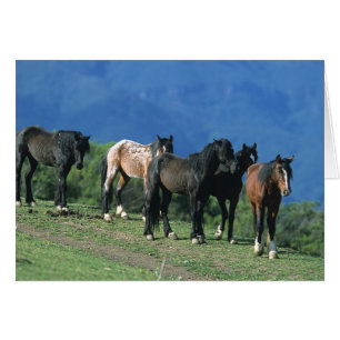 Wild Mustang Horses in the Mountains