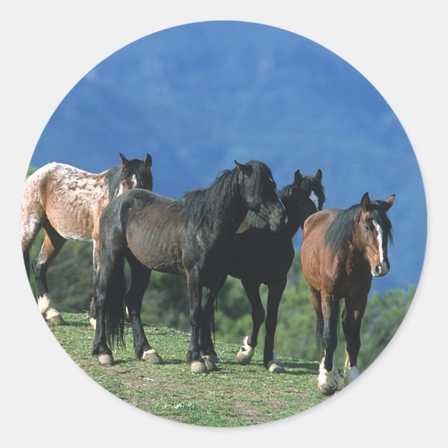 Wild Mustang Horses in the Mountains Classic Round Sticker (Front)