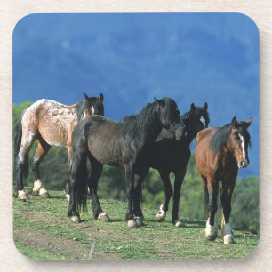 Wild Mustang Horses in the Mountains Coaster