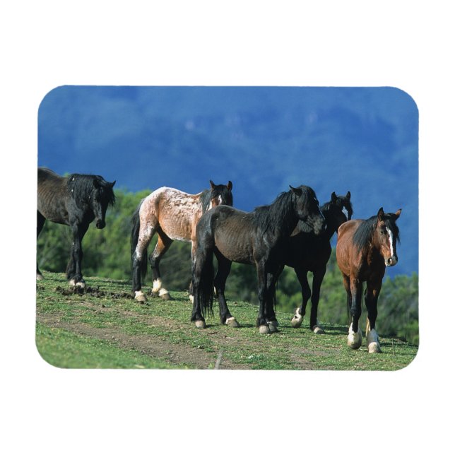 Wild Mustang Horses in the Mountains Magnet (Horizontal)