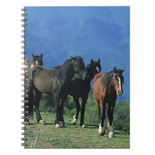 Wild Mustang Horses in the Mountains Notebook