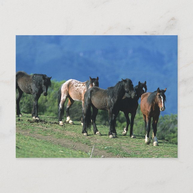 Wild Mustang Horses in the Mountains Postcard (Front)