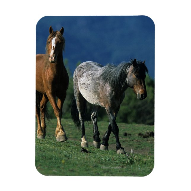 Wild Mustang Horses Magnet (Vertical)