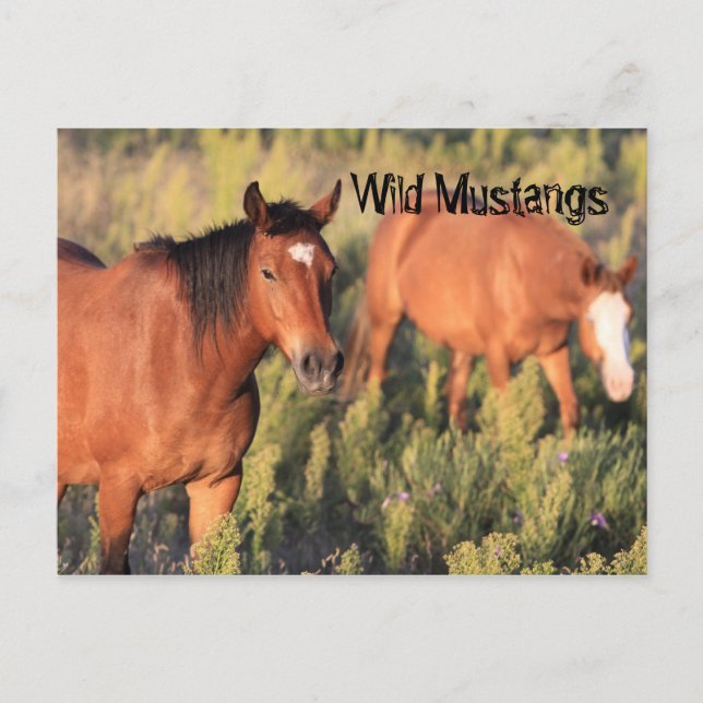 Wild Mustang Horses Postcard (Front)