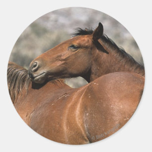 Wild Mustang Horses Touching Classic Round Sticker