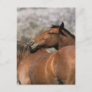 Wild Mustang Horses Touching Postcard