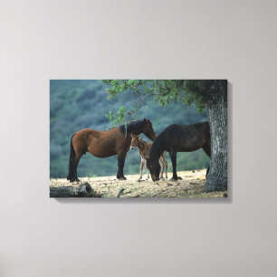 Wild Mustang Mare & Foal Canvas Print
