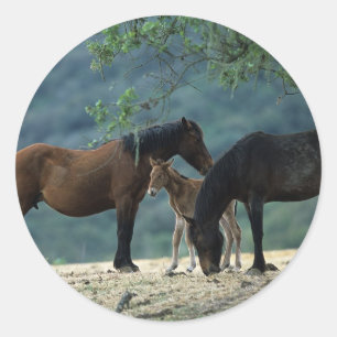 Wild Mustang Mare & Foal Classic Round Sticker