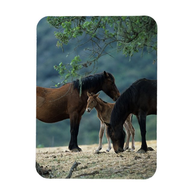 Wild Mustang Mare & Foal Magnet (Vertical)