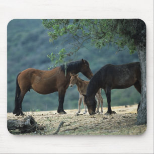 Wild Mustang Mare & Foal Mouse Mat