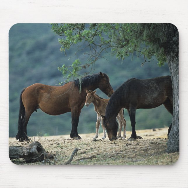 Wild Mustang Mare & Foal Mouse Mat (Front)