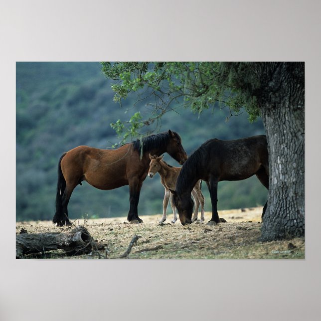 Wild Mustang Mare & Foal Poster (Front)