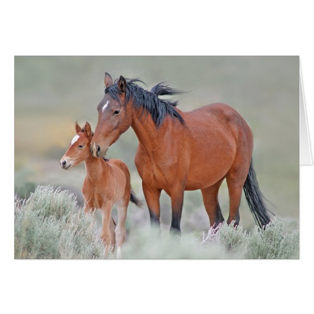 Wild Mustangs (Front Horizontal)