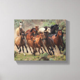 Wild Mustangs Canvas Print