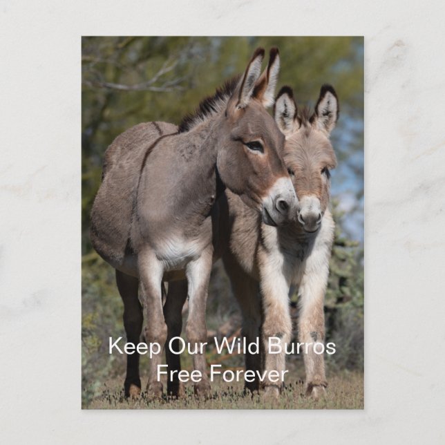 Wild Mustangs Forever Postcard (Front)