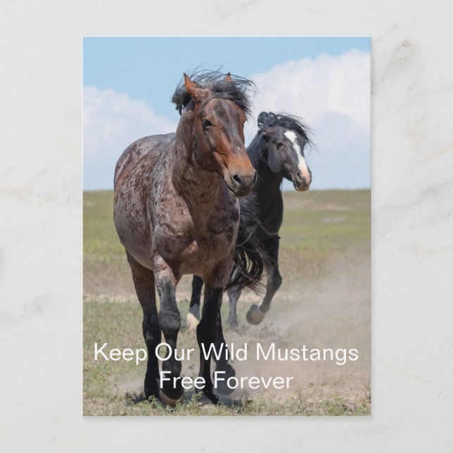 Wild Mustangs Forever Postcard (Front)