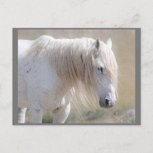 Wild Mustangs Forever Postcard
