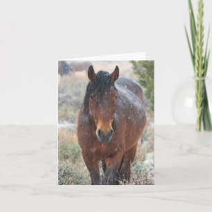 Wild mustangs in the snow card